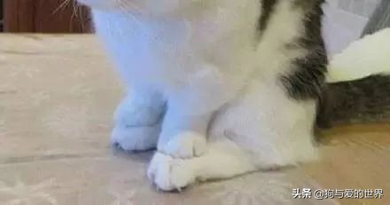 猫猫为什么喜欢躲在暗处扑人,猫猫为什么把爪子藏起来