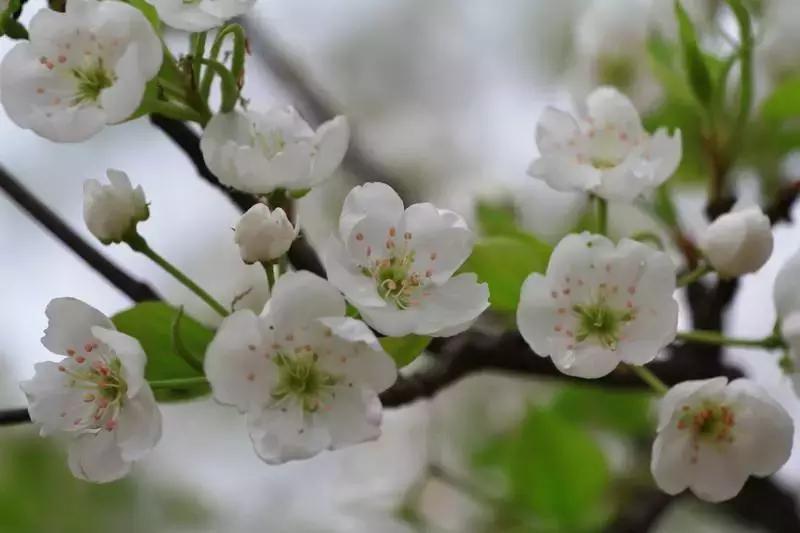 天津赏花好玩的公园,天津东丽湖哪里可以赏花