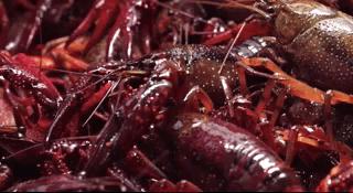 扬州究竟值不值得吃？