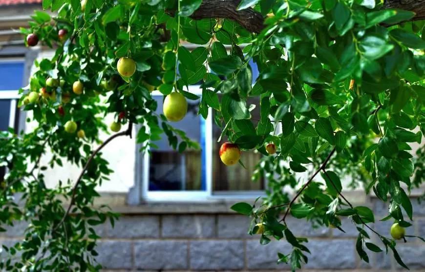 门前栽什么树有什么寓意,五树进宅是哪五种树俗语