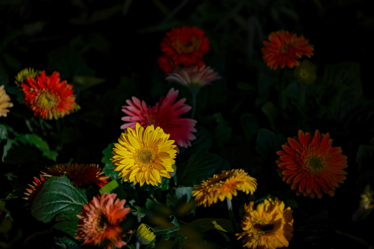 史上最轻便长焦利器佳能RF70-200mmF4L镜头评测