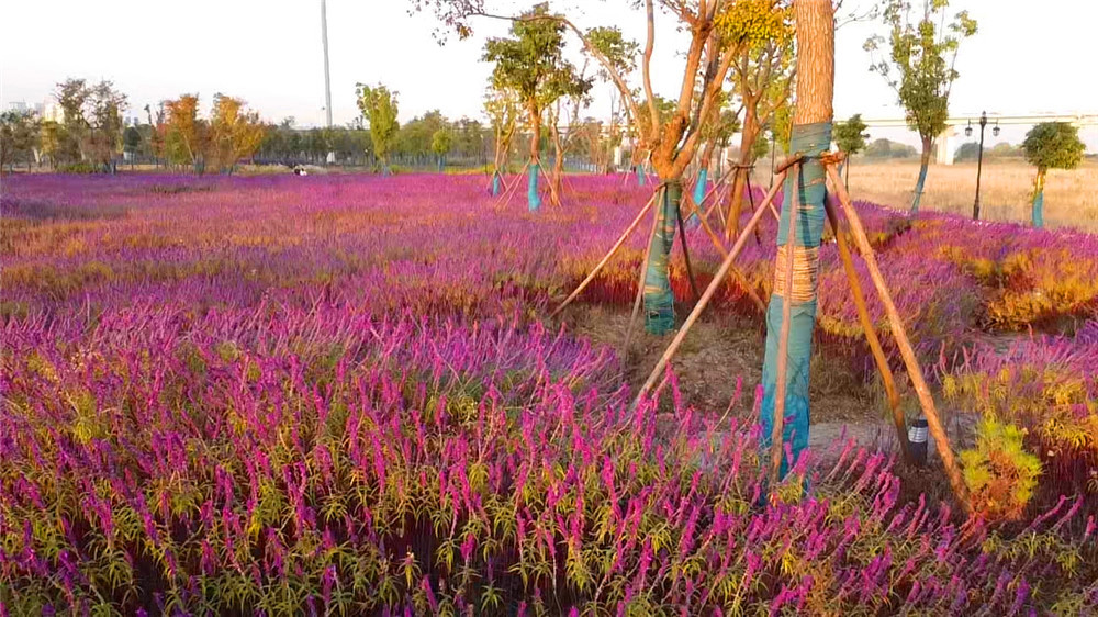 汉口江滩四期向游客开放,武汉打卡江滩公园