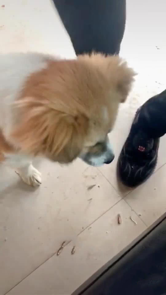 狗吃主人手中食物谨慎翼翼,狗吃零食主人过来立马吞