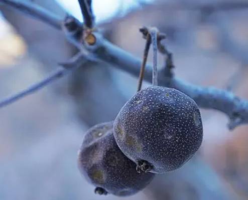 东北独一无二的水果,原生态水果原汁原味的家乡味道