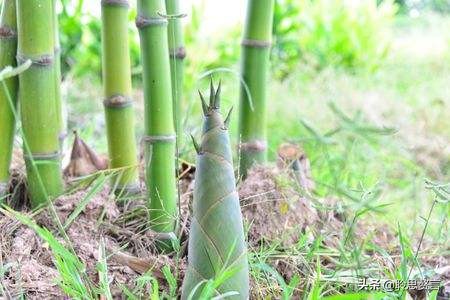 竹笋诗词精选三十一首,山中竹笋诗词