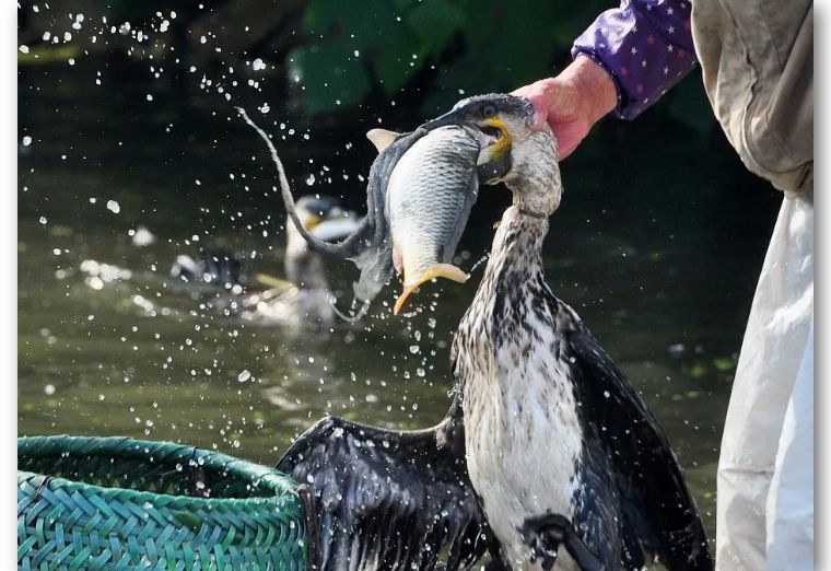 日本一马仔拿到钱就跑了！诈骗集团上网发“江湖通缉令”悬赏百万