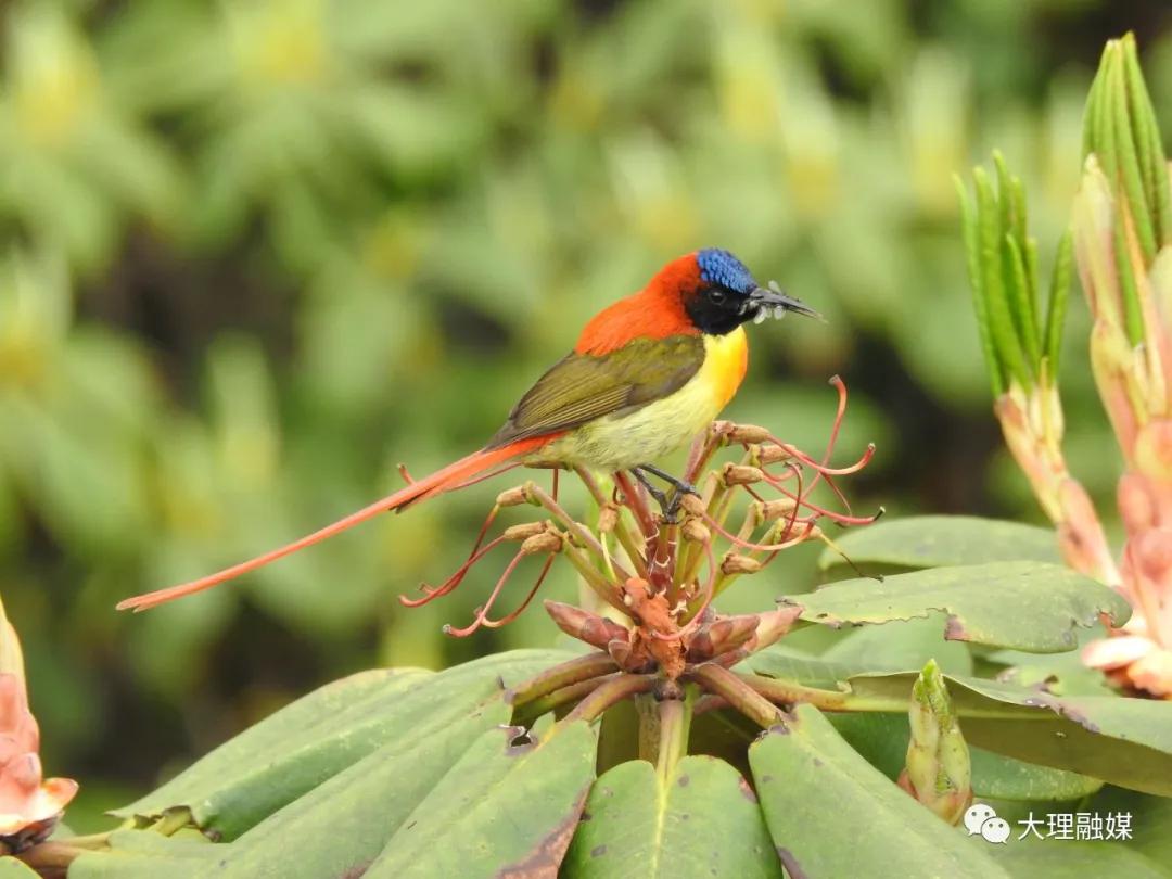 李博洋的视频,李博洋少年歌行