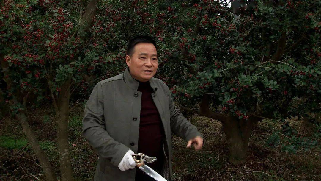 种植致富树的成功案例,农村创业种植什么树赚钱