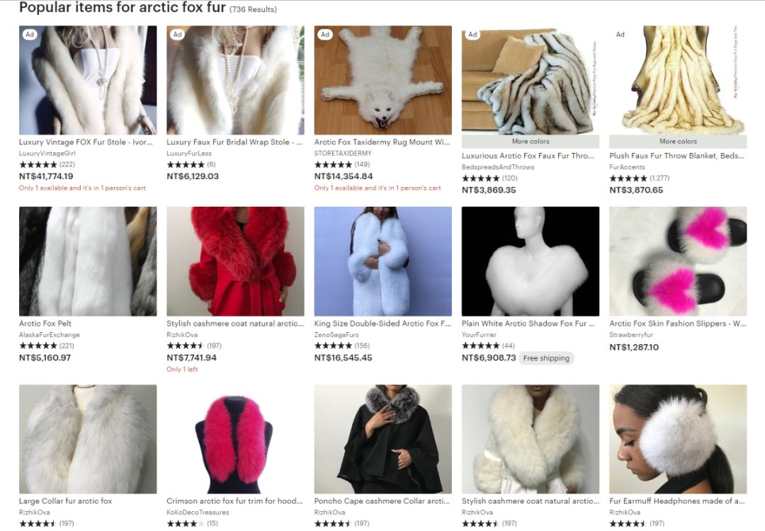 北极狐76天暴走3500公里,一只北极狐的真实生活