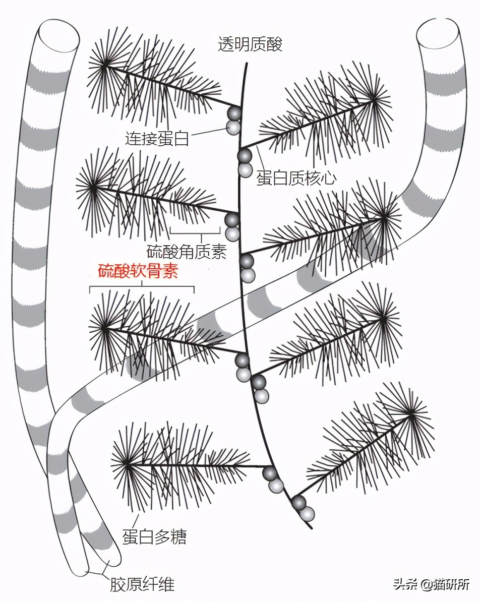 软骨素对全身疼痛有用吗,软骨素对膝关节疼痛有什么好处