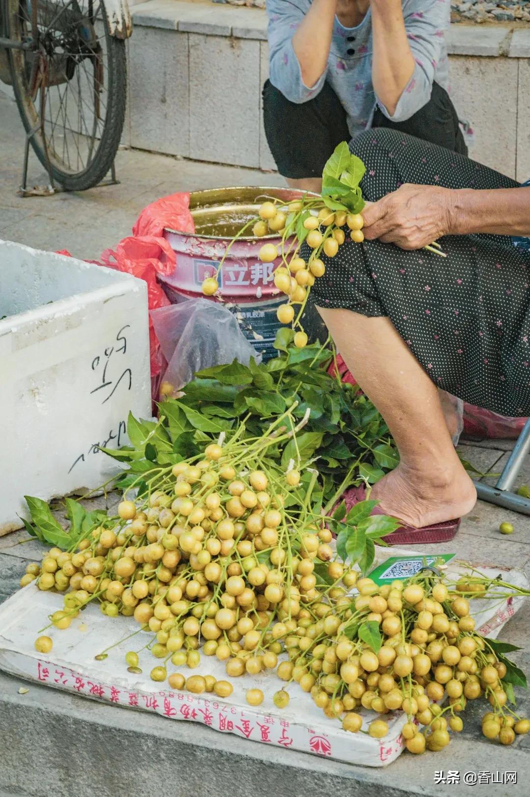 珠海鲜为人知的一面,珠海有名的花园