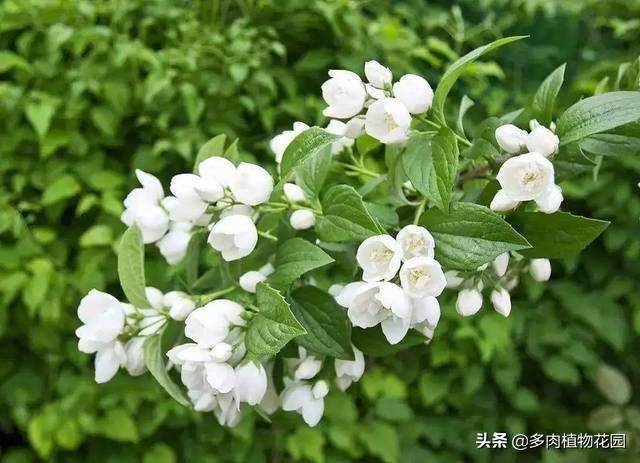 茉莉花四喜的养殖方法,养茉莉的正确方法
