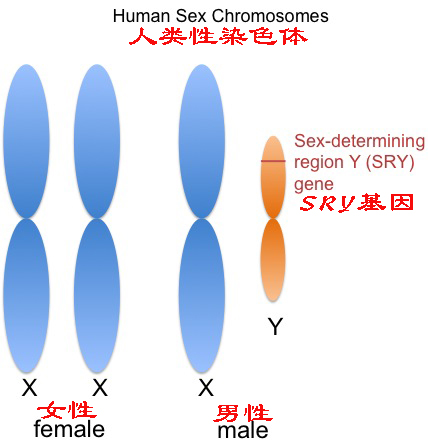 y染色体为何正在逐渐消失,y染色体和x染色体哪个存活时间长