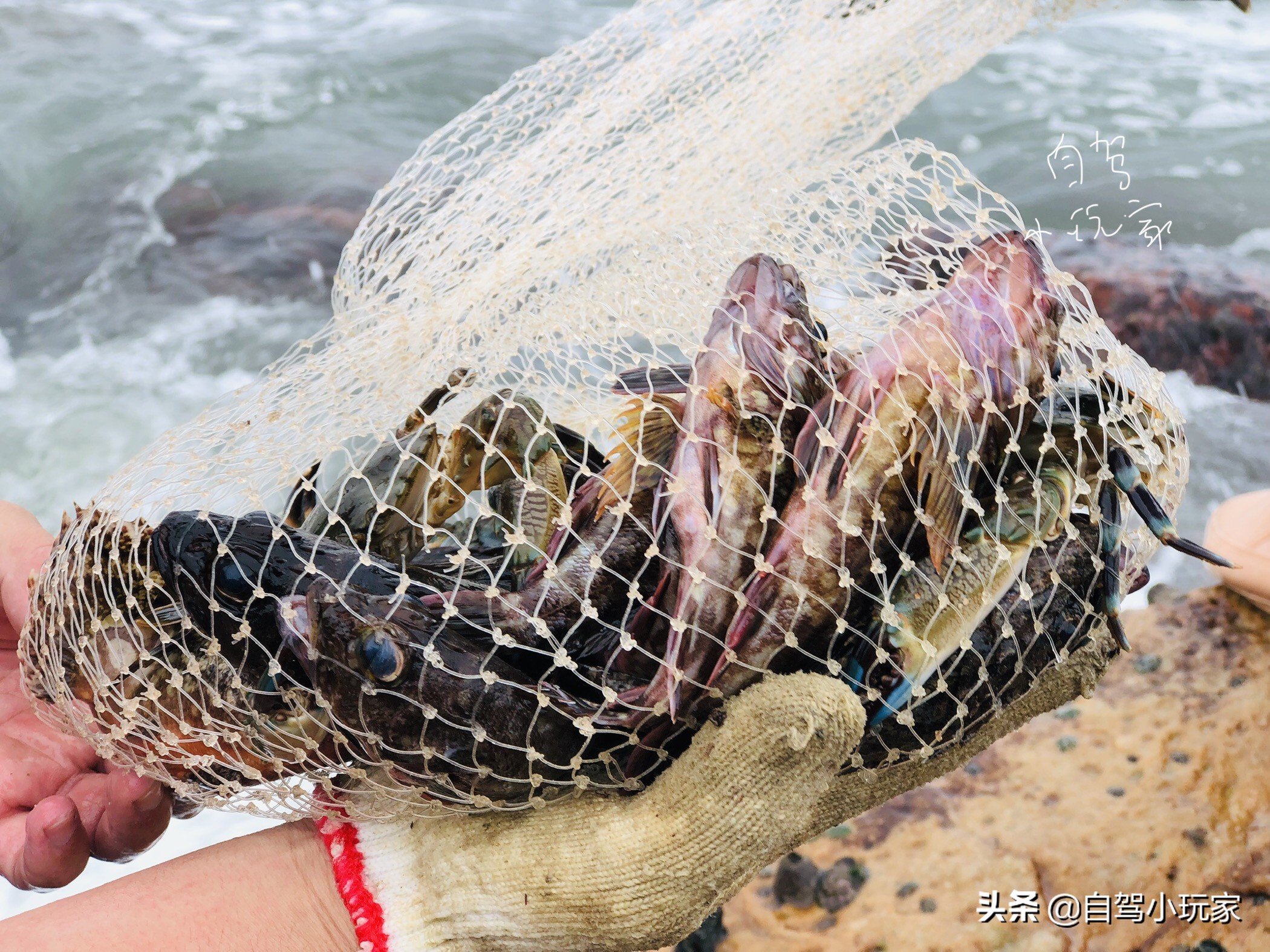 惠州最美礁石海滩,惠州最干净的沙滩推荐