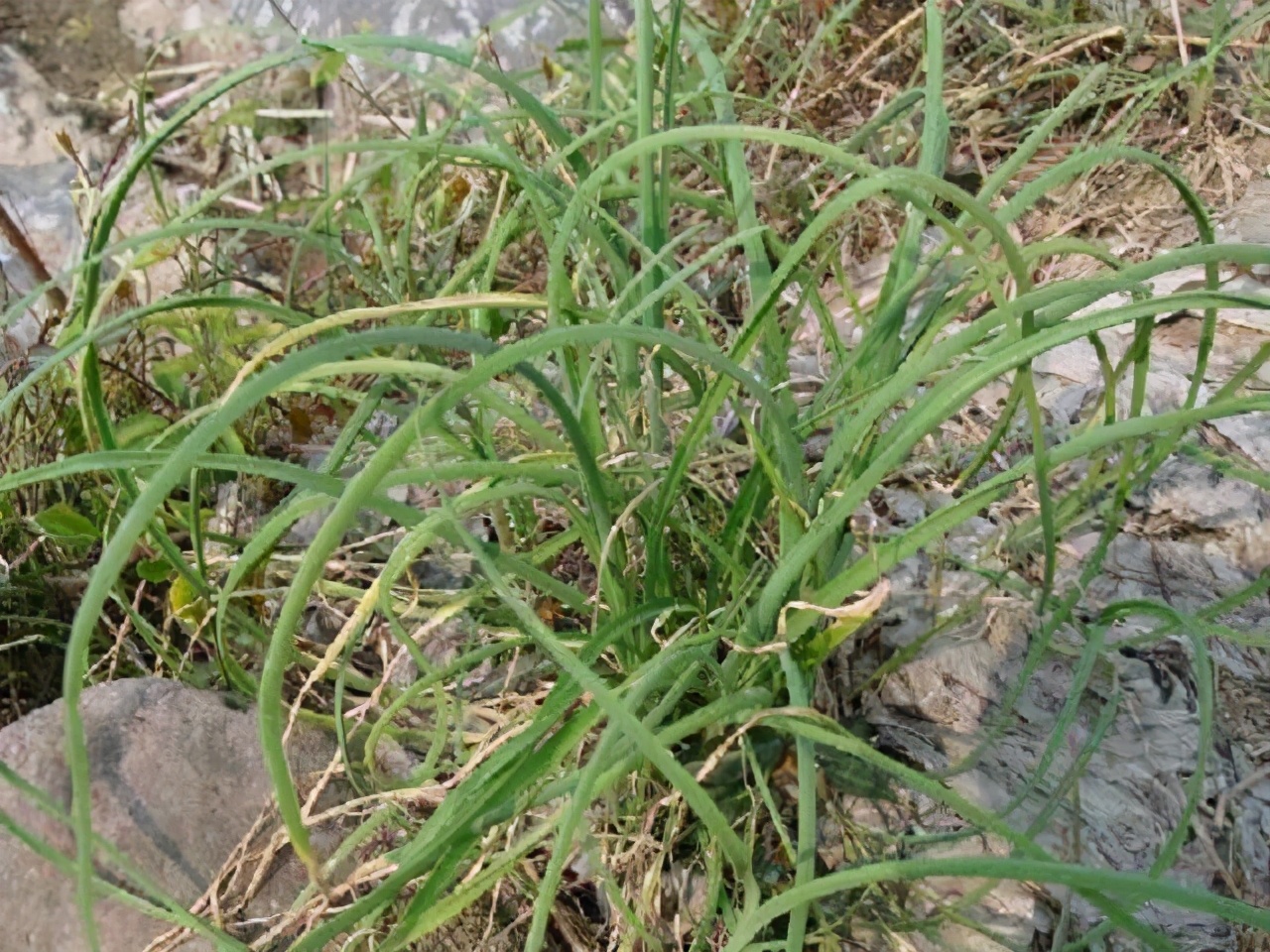 和韭菜一样的草可以吃吗,韭菜能不能治病