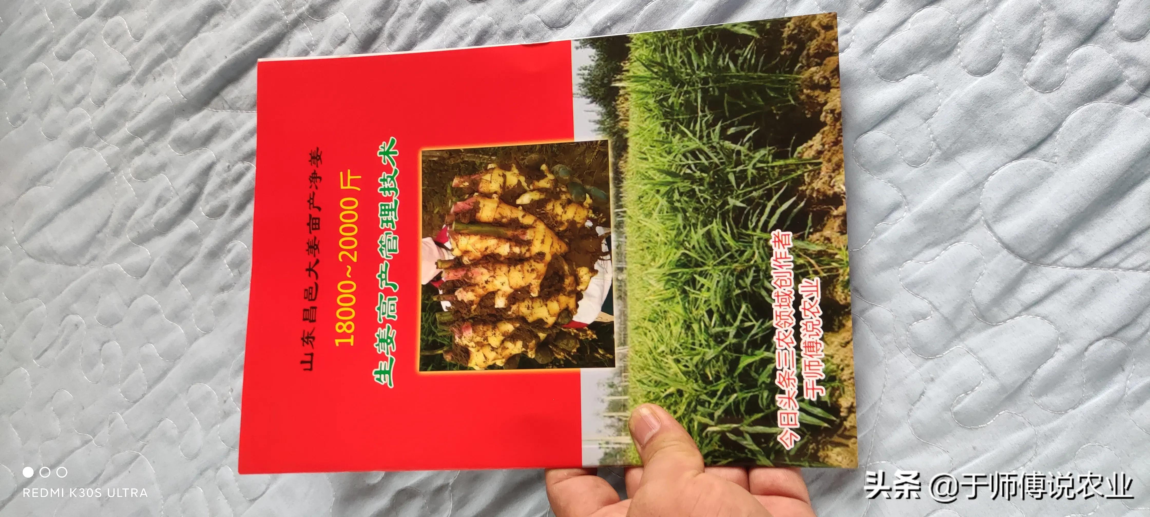大姜在小培土前后，为什么根腐烂脖子会特别严重呢？