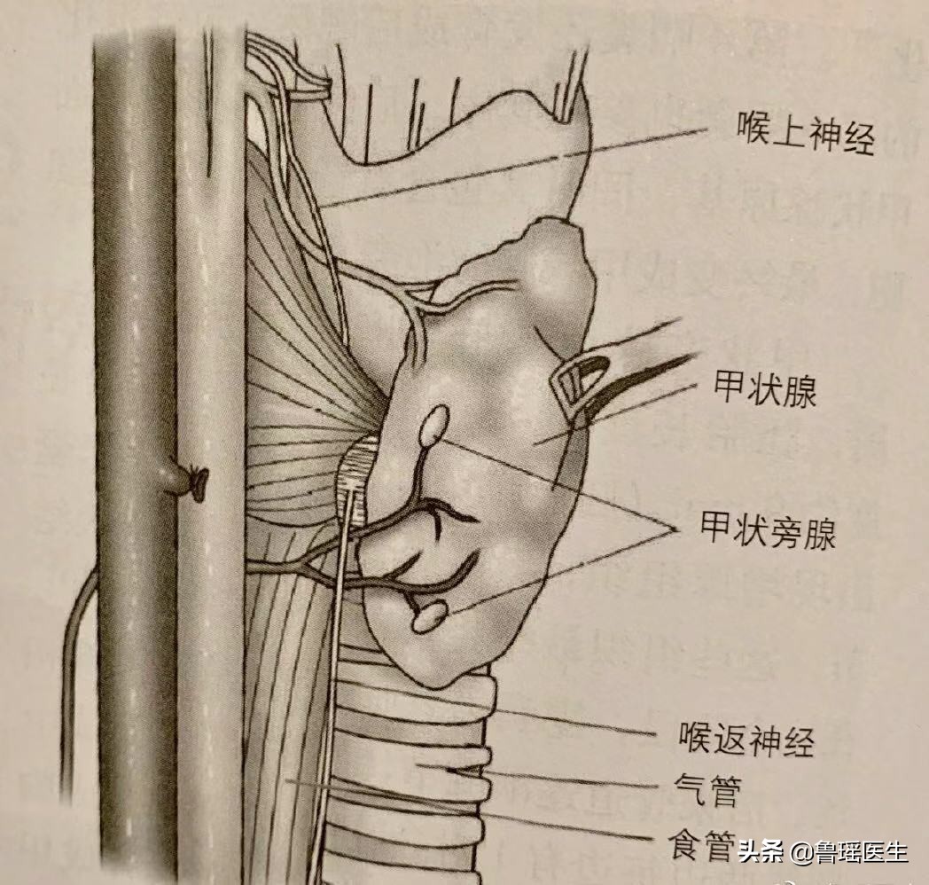 尿道结石会导致腹胀消化不良吗,关节炎和尿路结石是什么代谢异常