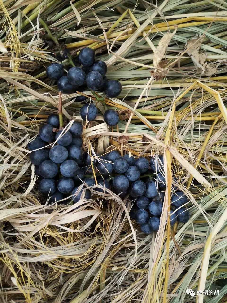 马蜂抢蜜蜂窝,马蜂发射毒刺