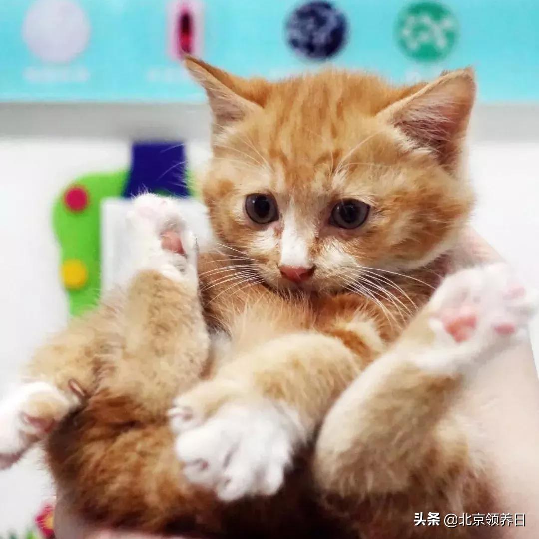 #领养代替购买#给它们一个家|线上宠物领养日,20190608加场