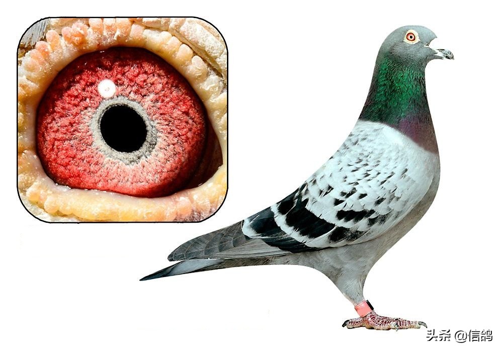 鸽子下雨怎么防治病害呢,雨季要关注鸽子的什么