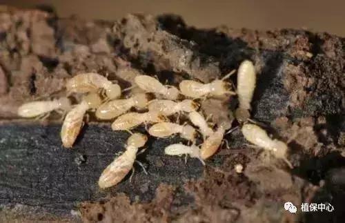 柑橘害虫最佳治疗方法,柑橘春季需要防治哪些害虫