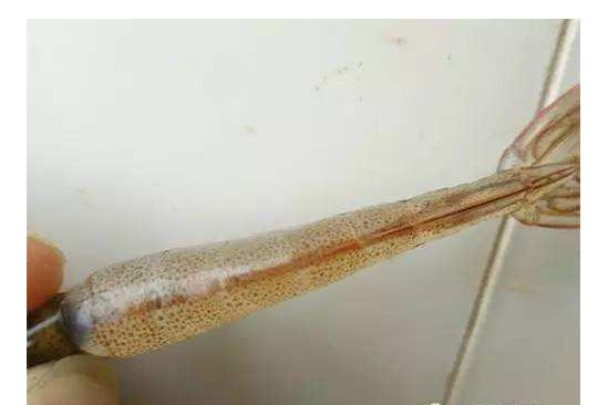 对虾多少度不摄食,对虾不吃料什么原因