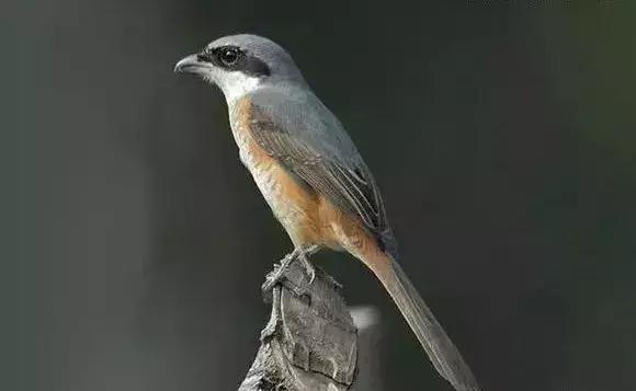 伯劳鸟饲养,没睁眼的伯劳怎样饲养