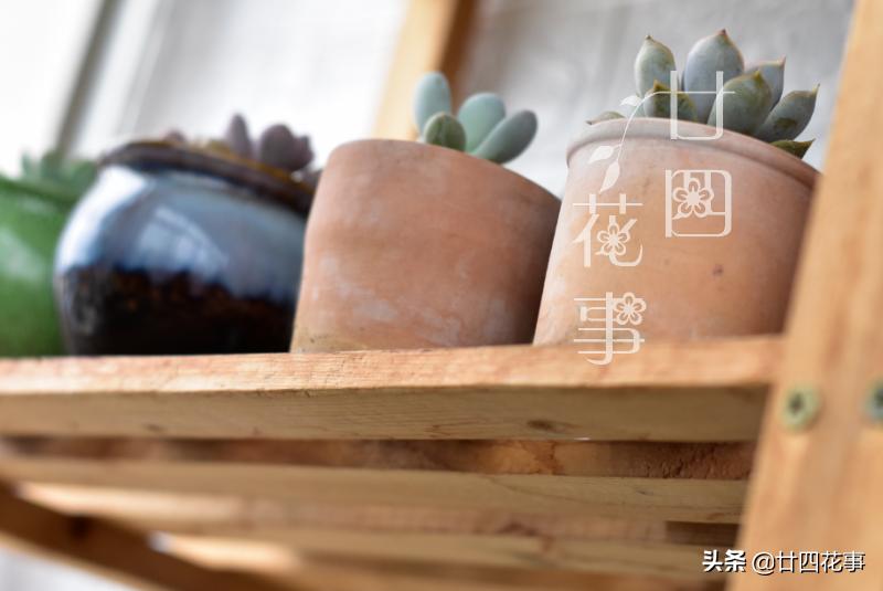 给多肉选花盆，除了看颜值外，还有3个关键指标，直接关系钱包