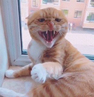 便宜猫抓板有什么危害,做猫抓板和猫爬架