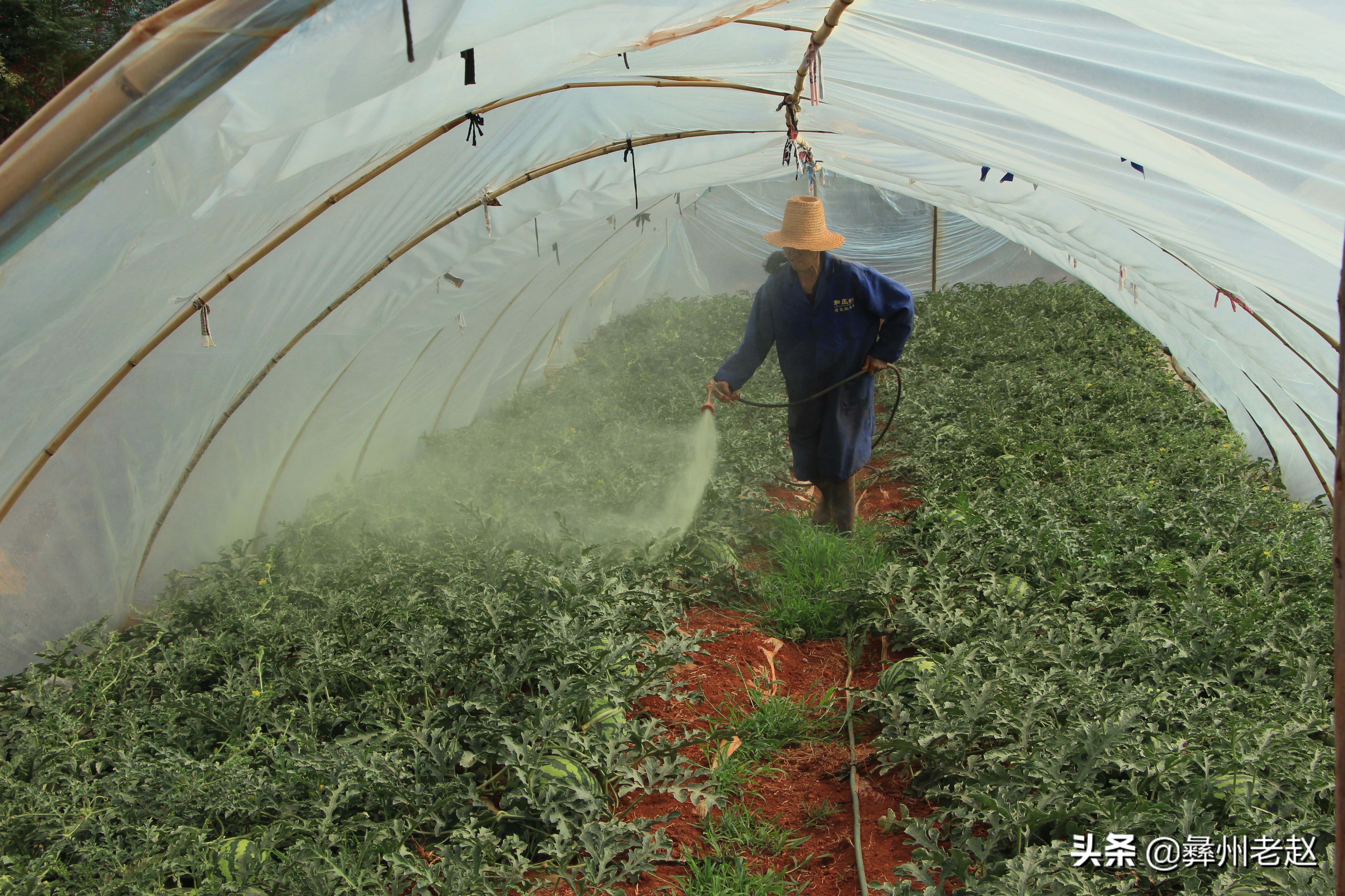 西瓜滞销的解决方法,西瓜卖不出去了怎么办