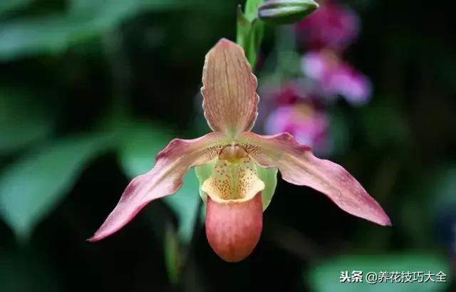 常见小区绿化100种植物图片,常见的水生植物有哪些种