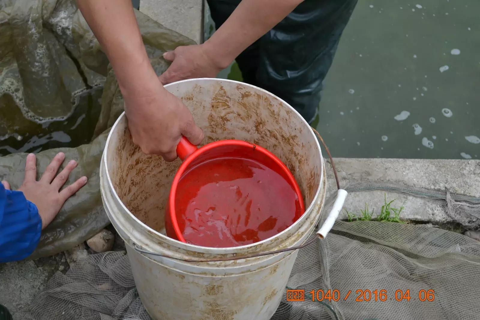 锦鲤池养殖方法图解,锦鲤繁殖全过程纪录片