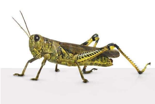 最让人害怕的昆虫,大自然最可怕的动物