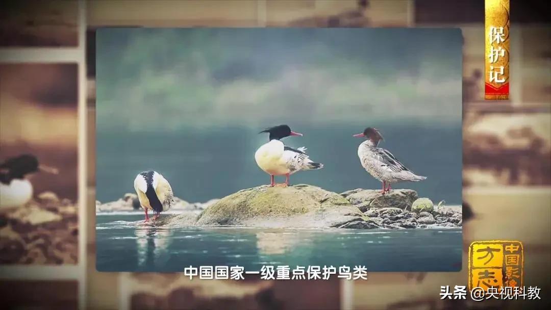影像方志天峻,中国影像方志四川大竹篇