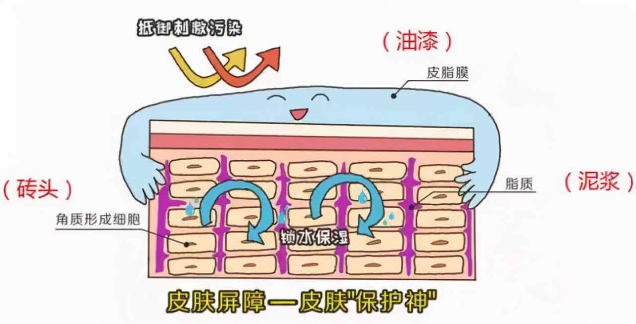 脸部皮肤过敏修护肌肤屏障,脸部过敏皮肤屏障受损了怎么调理