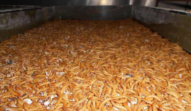 黄粉虫是环节动物吗,黄粉虫有什么生长习性