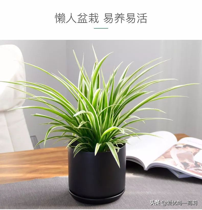 完美搭配，背阴阳台咱们也可以打造一个花园！