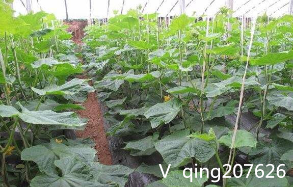 黄瓜萎蔫的原因及防治方法,黄瓜徒长的原因及防治措施