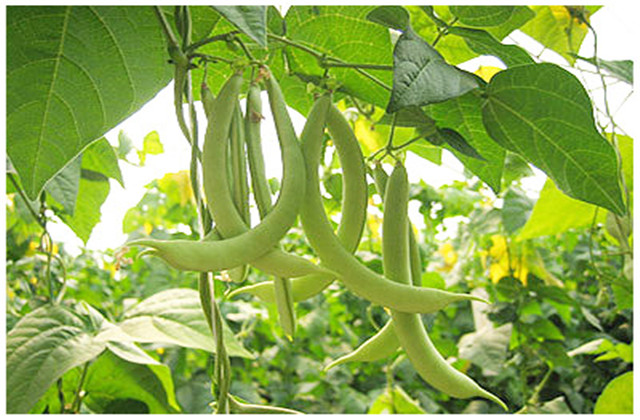 成武县芸豆,成武县白浮镇芸豆几月份成熟