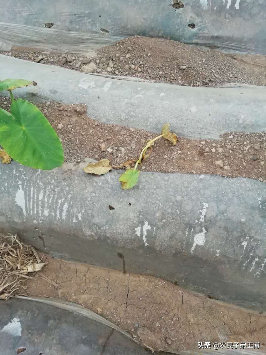 芋头烂苗原因及对策,芋头烂根死棵原因