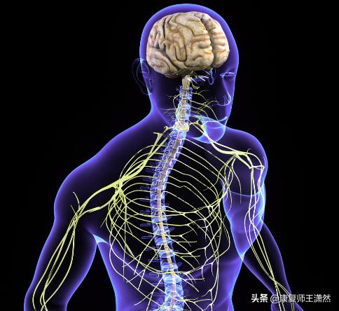 上交叉综合征多久能改善,上交叉综合征康复训练