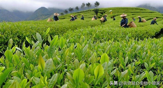 茶树烂根的救治方法,茶树根腐是什么原因