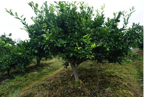 防治流胶用啥药,预防流胶病打什么药