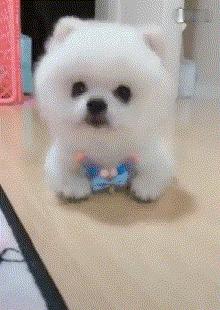 狗狗颜值排行榜你家狗子上榜了吗,狗界颜值排行萨摩耶