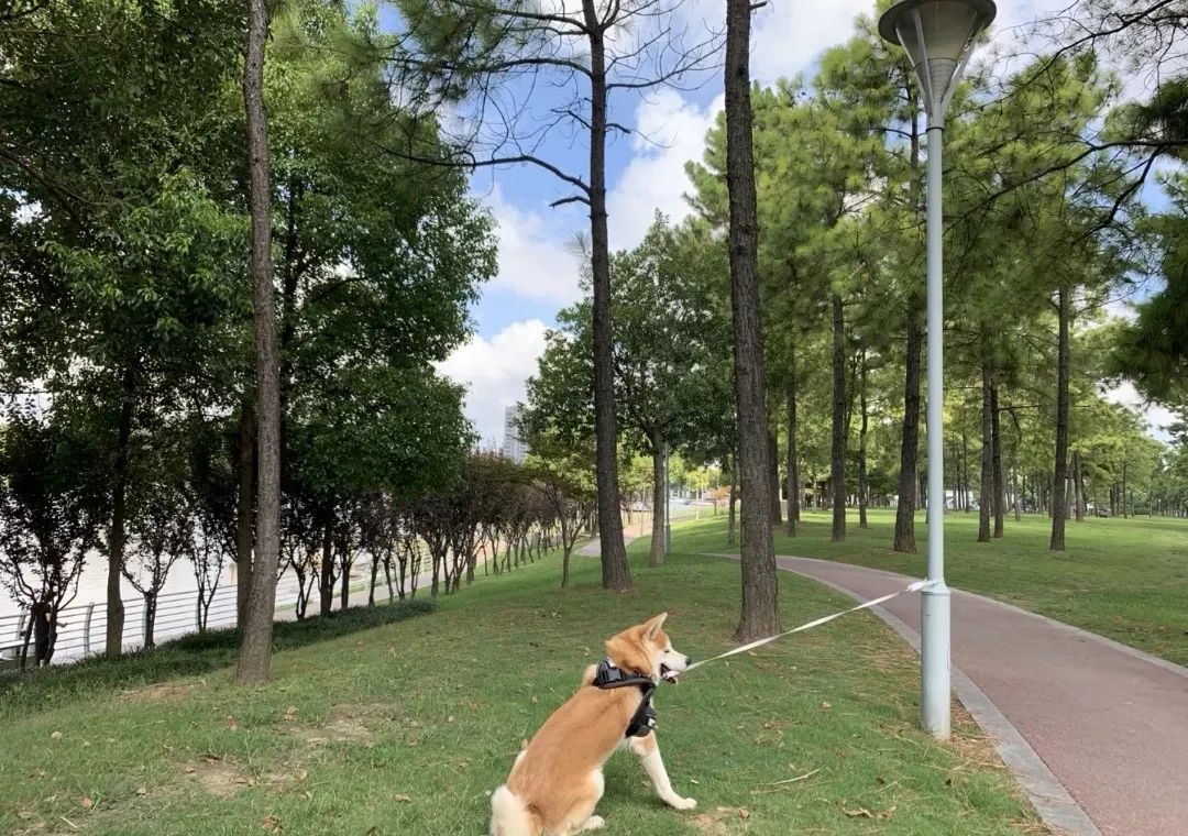2022年上海遛狗圣地,2021上海遛狗圣地