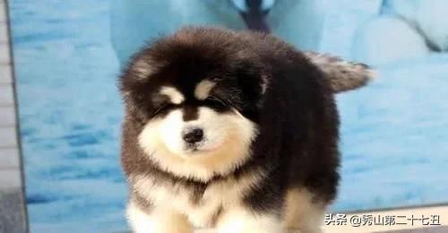 哪种狗狗体味不重适合在家养,狗狗的体味如何解决小技巧告诉你