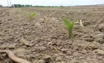 玉米播种后气温低种子烂不烂,玉米脱粒时烂芯碎粒怎么回事