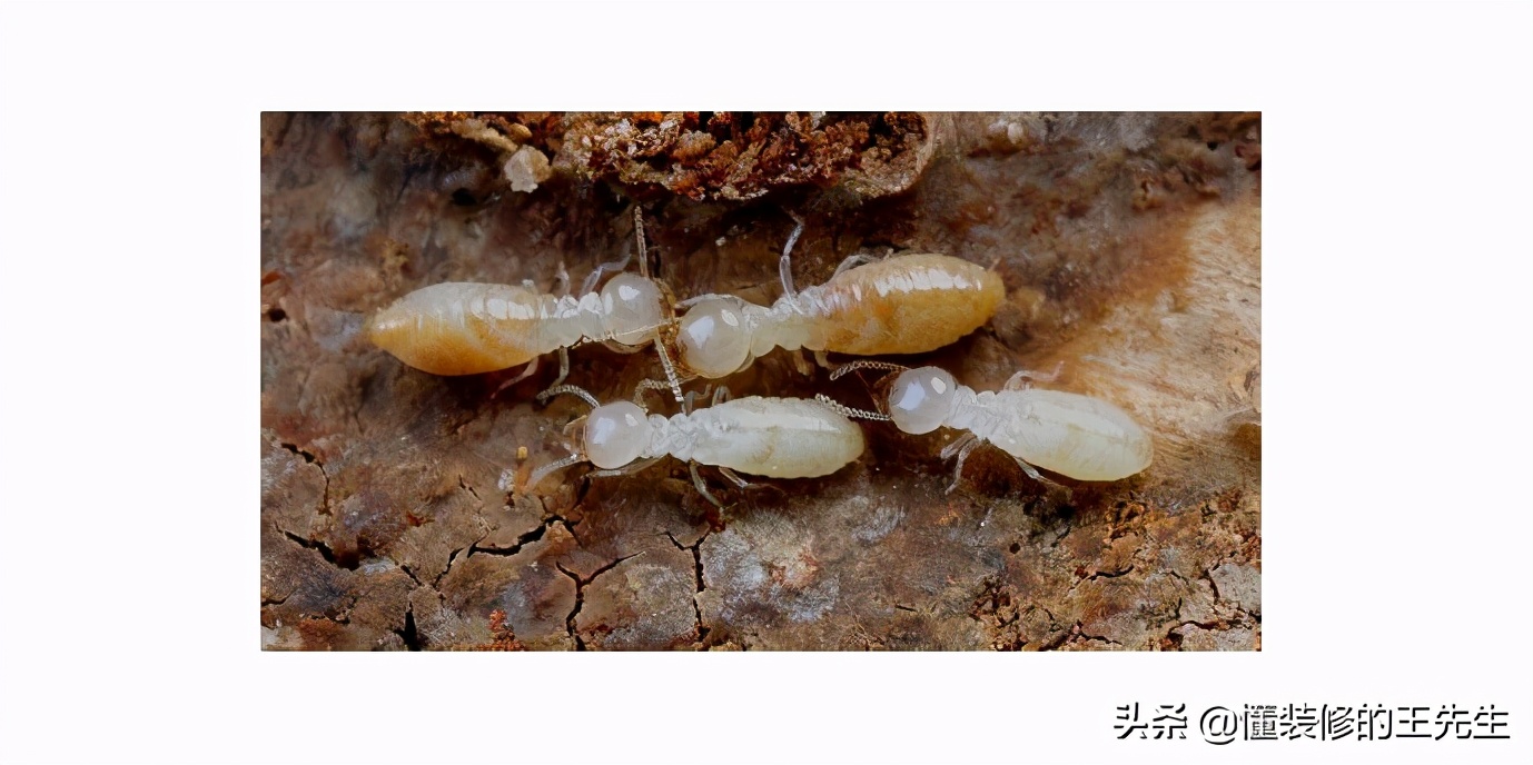 家里白蚂蚁怎么消灭用什么药,一楼有白蚂蚁怎么处理