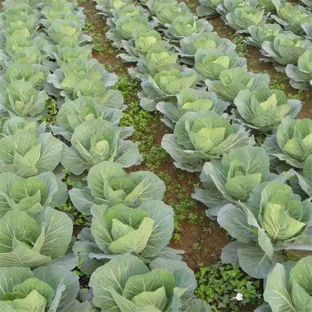 在农村如何让农民才能赚钱,如何增加农民致富收入