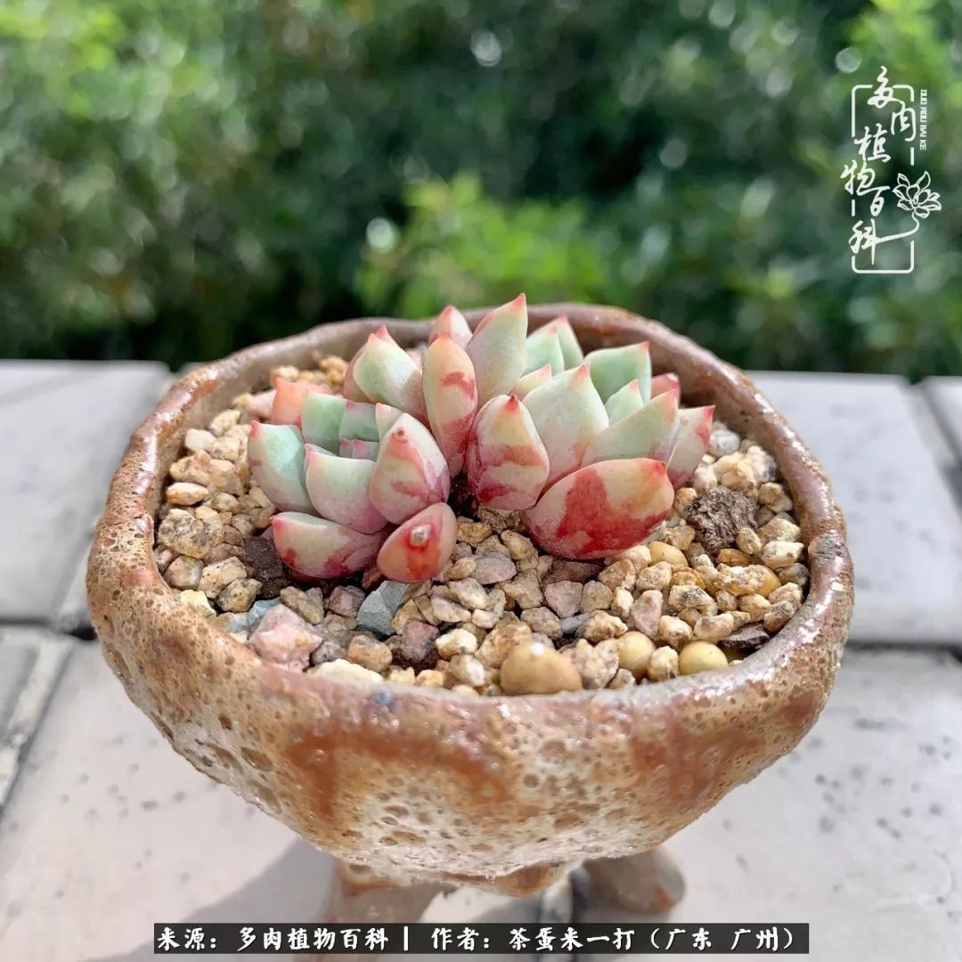 在冬日阳光下，记一个多肉小白的养肉历程